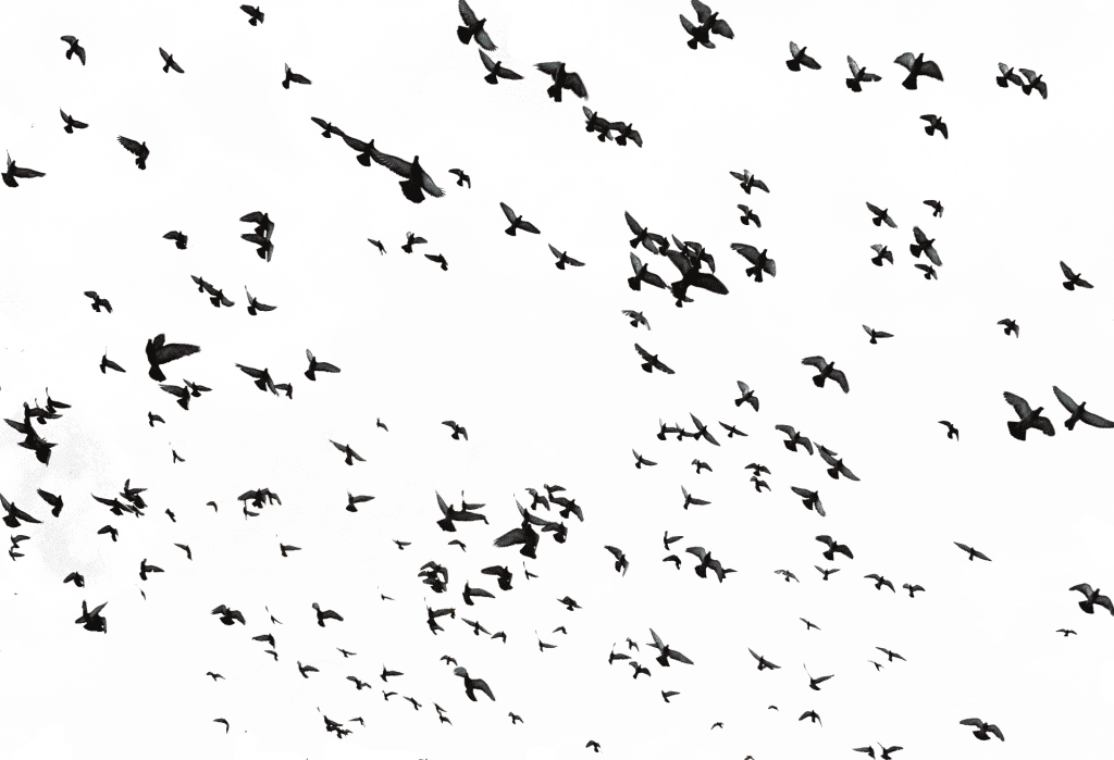 Blackbird Agency Google Ads