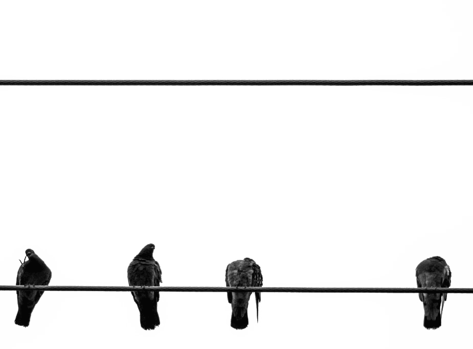 blackbirds on wire2