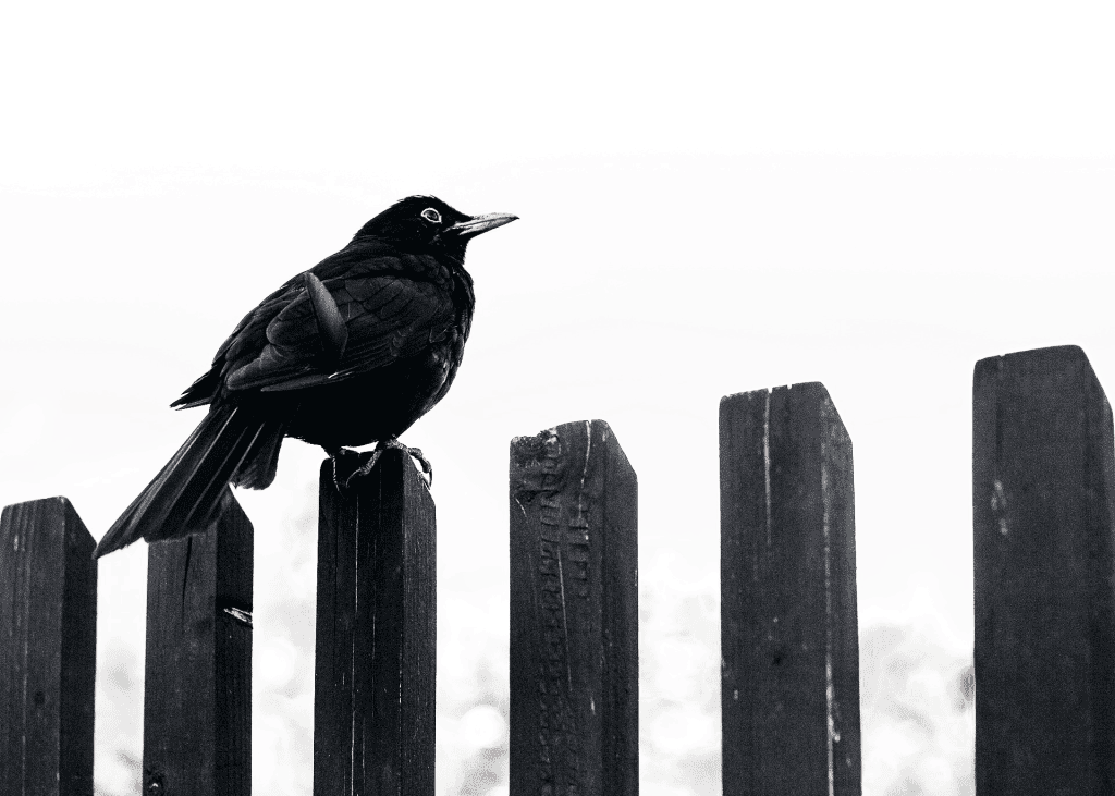 Blackbird Agency